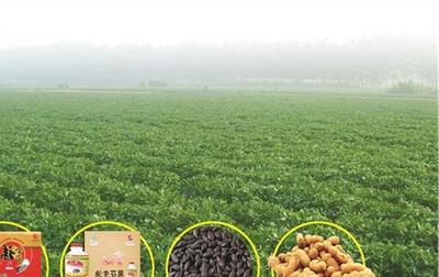 天津薊州區開展特色食品和農副產品專項檢查，嚴守法規保障食品安全