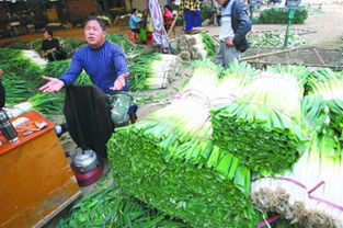 暖冬之困 農副產品市場中的大蔥滯銷現象探析